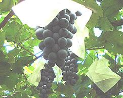 2001_beri.jpg (15153 バイト)