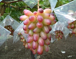 manyu_s.jpg (33220 �o�C�g)