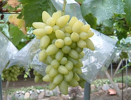 pite_s.jpg (30270 �o�C�g)