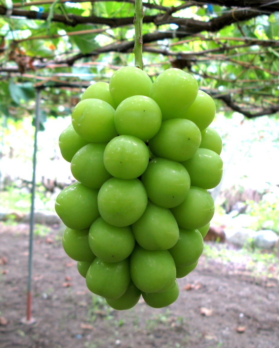 �V���C���}�X�J�b�g