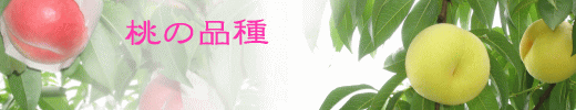 ̕i