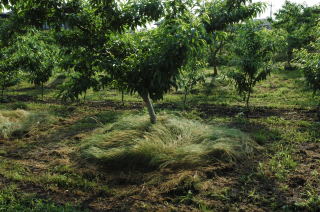 �t���[��