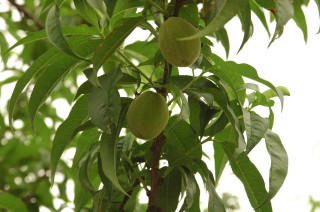 �t���[��