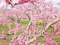 桃の花が満開の畑