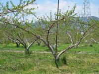 新緑 芽が出始めた桃畑