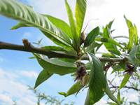 新緑 桃の芽の拡大写真