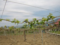 全景_ぶどうの木の新芽1