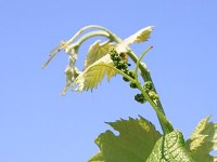 シャインマスカット