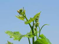 瀬戸ジャイアンツ 桃太郎