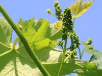 サニールージュ