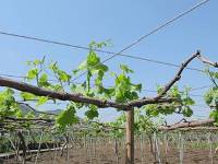 天山のつるの様子