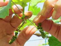 デラウエア 房の選別作業