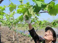 デラウエア 房の選別作業