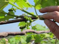 デラウエア 房の選別作業