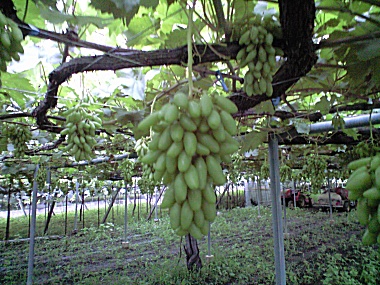 7_4_manyu.jpg (83590 �o�C�g)