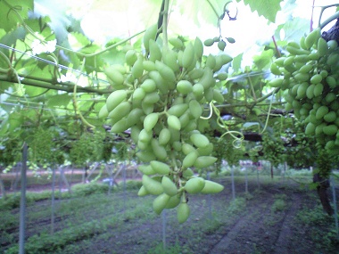 7_4_pite.jpg (59551 �o�C�g)
