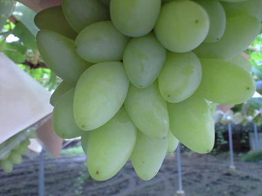 8_14_pite2.jpg (34963 �o�C�g)