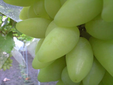 8_28_pite2.jpg (30616 �o�C�g)